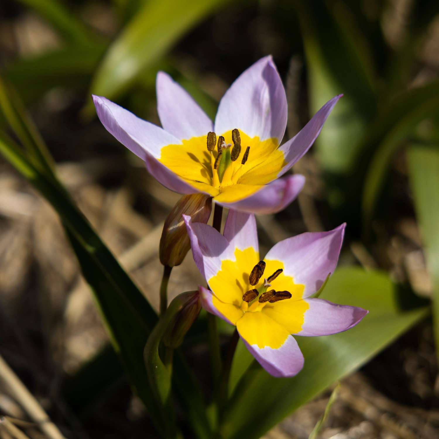 Tulpe 'Saxatilis' - Tulipaner
